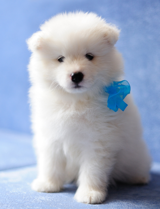 Walk-Ready Favorites